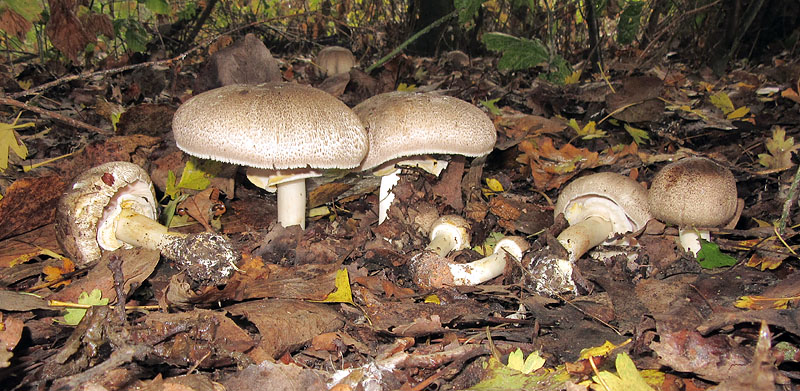 Agaricus da determinare